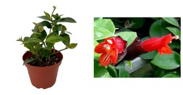 Aeschynanthus - Moona Lisa Lipstick Plant 4&quot; Pot - Easy to Grow - $42.99