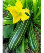 VC 25 Seeds Cocozelle Zucchini Summer Squash Seeds, Nongmo Fast Shipping - $7.99