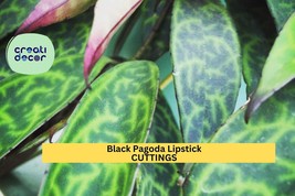 2 Black Pagoda Lipstick Plant Cuttings | Aeschynanthus Longicaulis | Unr... - $25.99