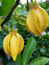 FREE SHIPPING Artabotrys hexapetalus Climbing Ylang Ylang Vine Tail Grape 5 Seed - £16.46 GBP