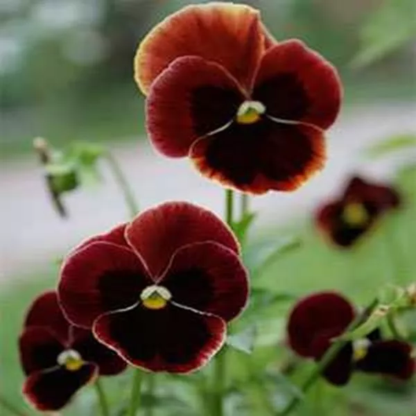 Pansy (Viola X Wittrockiana Swiss Giant Claret)- 50 Seeds Fresh Garden - £5.92 GBP
