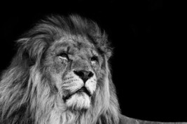 Black And White Lion, Animal Canvas Wall Art, Wildlife Wall Art, Stretched - £47.82 GBP