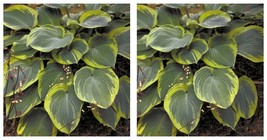 1 Live Potted Plant hosta EARTH ANGEL large award winning classic 2.5&quot; pot - $43.99