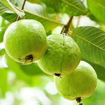 Psidium Guajava (Common) Guava Seeds for Planting 50+ Seeds - £10.96 GBP