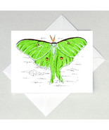 Luna Moth Note Cards - $4.25+