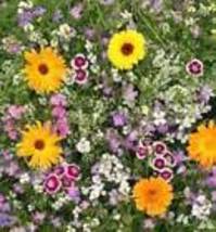 Fragrant Flowers Blend - Seeds - Organic - Non Gmo - Heirloom 10 Seeds - $10.98