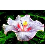  Madagascar Hibiscus Moscheutos Hibiscus Starter Seeds Rose Of Sharon Hs... - $5.71
