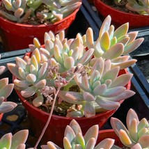 Succulent Plant Live xGraptosedum &#39;Francesco Baldi&#39; Fully rooted in 4&#39;&#39; Planter - £23.96 GBP