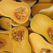 Organic Brûlée Butternut Squash Fresh Seeds USA - $8.00