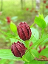 USA Store 10 Seeds Sweetshrub Carolina Allspice Fragrant Calycanthus Floridus Sh - £7.63 GBP