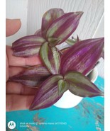 Tradescantia Zebrina/Wandering Jew/Creeping purple heart/Hanging Plant/E... - £22.94 GBP
