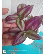 Tradescantia Zebrina/Wandering Jew/Creeping purple heart/Hanging Plant/E... - $39.34 CAD