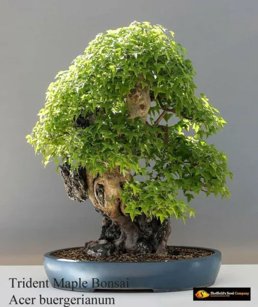 Trident Maple Tree Seeds To Grow 25 Seeds Prized Bonsai Fresh Garden - £13.31 GBP