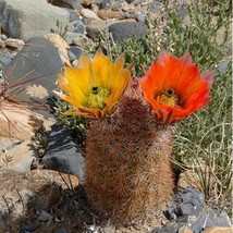 Texas Rainbow Hedgehog Cactus Seeds Echinocereus Dasyacanthus 20 Seeds - £10.50 GBP