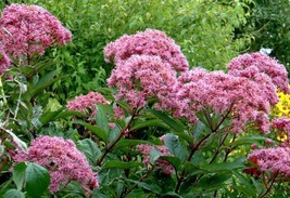 BPA 50 Seeds Pink Joe Pye Weed Eupatorium Maculatum FlowerFrom USA - £7.88 GBP