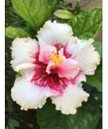 20 White Pink Hibiscus Seeds Flowers Flower Seed Perennial Bloom - $14.98