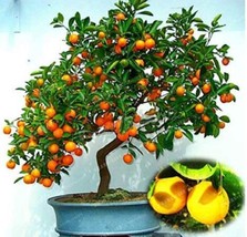 30 Pcs Mini Orange Tree Seeds Fresh Seeds - £5.64 GBP