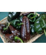 Ancho Poblano Chile Pepper Seeds Chili - $4.47
