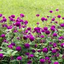 40 Purple Gomphrena Gnome Seeds Flower Annual - £14.32 GBP