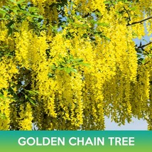MX Golden Chain Tree Seeds Golden Rain Tree Laburnum Anagyroides Bulk Seed - $11.89