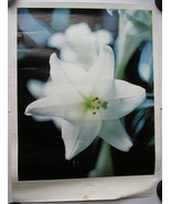 QUEBEC LIS BLANC FLORAL EMBLEM OF QUEBEC 1973  POSTER 24*18 INCH TD BANK... - $19.78 CAD