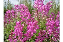 Sell Store 50 Utah Northern Sweetvetch Seeds Native Wildflower Drought Heat Cold - £7.50 GBP