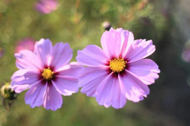 Cosmos Radiance 100 Seeds Heirloom Flower All American Selection Winner ... - £10.15 GBP