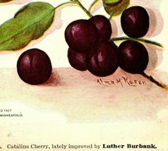 Vtg Postcard 1907 Sebastpool CA California Catalina Cherry by Lluther Burbank - £2.74 GBP