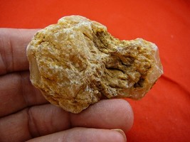 (k-3305) 25 g Rare Kauri tree Gum copal young Amber New Zealand Tane Mahuta - $21.59