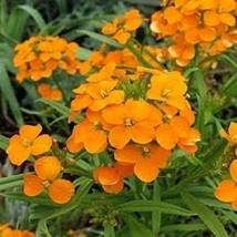 Flower Seeds 250 Wallflower Seeds Siberian Wallflower Plant Seeds Fresh Seeds US - $19.00