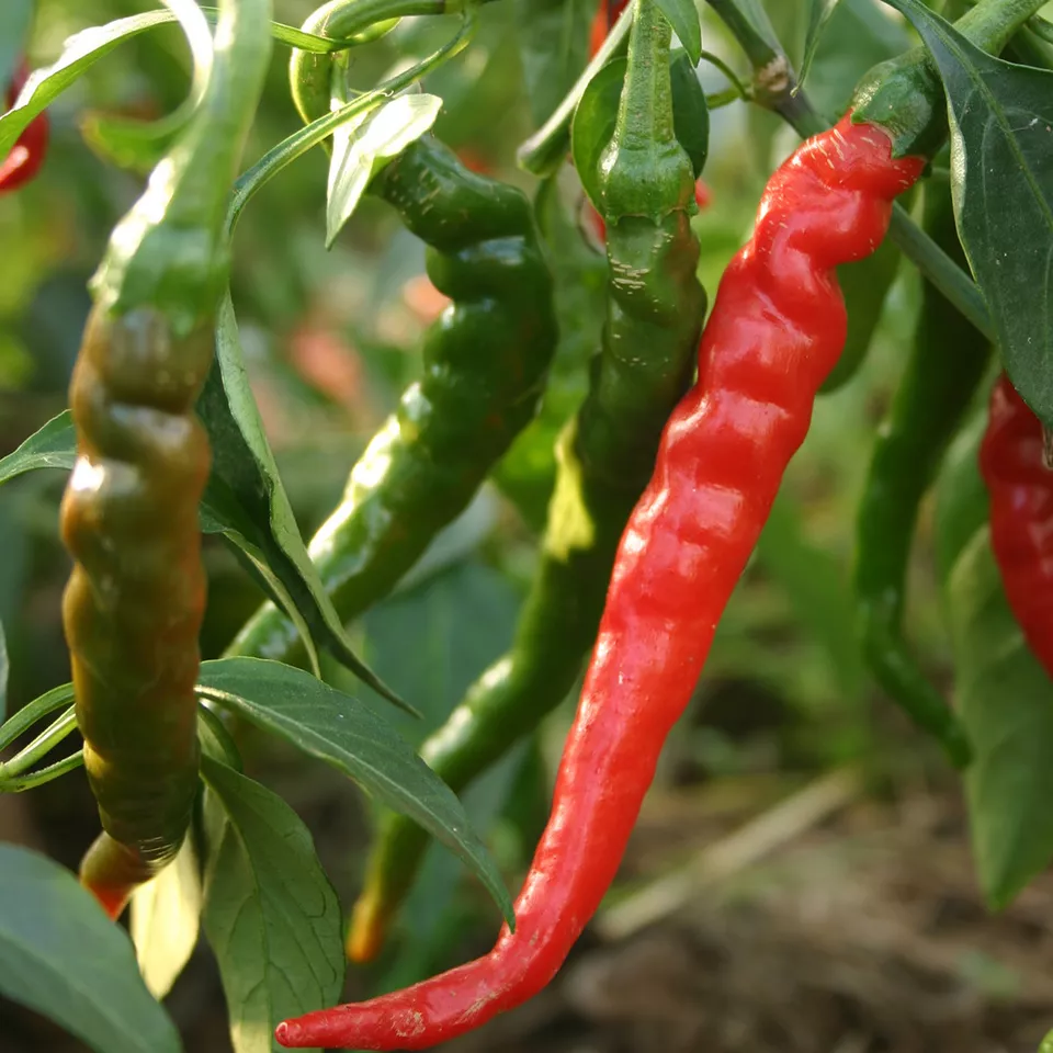 SGH 50 Cayenne Long Red Thin Pepper Seed Variety Sizes USA Seller Planti... - $8.45