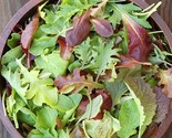 1Oz Gourmet Mesclun Mix Seeds Organic Lettuce Greens Blend Garden Container - £14.33 GBP