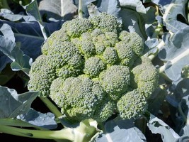 FRESH Broccoli - Seeds - Organic - Non Gmo - Heirloom Seeds – Vegetable ... - $9.35