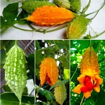 Non GMO - Bitter, Gold Melon - Balsam Pear - Momordica charantia 5 Seeds - $188.46 MXN