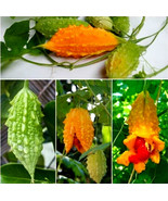 Non GMO - Bitter, Gold Melon - Balsam Pear - Momordica charantia 5 Seeds - $9.90