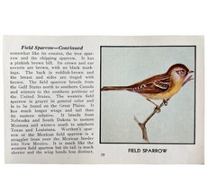 Field Sparrow Bird Print 1931 Blue Book Birds Of America Antique Art PCB... - $19.99