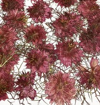 12 pcs Purple Red Nigella Damascena Real Natural Dried Pressed Flowers for Resin - £18.79 GBP