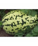 WATERMELON SEEDS,KLONDIKE STRIPED BLUE RIBBON WATERMELON, HEIRLOOM, ORGA... - £3.13 GBP