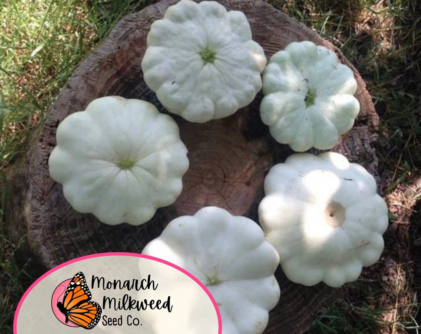 75+ Squash Seeds &#39;White Bush Scallop&#39; | Heirloom, Non-GMO, Vegetable Gar... - $7.94