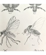 Southern Buffalo &amp; Turkey Gnats #2 Insect Victorian 1887 Print Entomolog... - $474.98 MXN