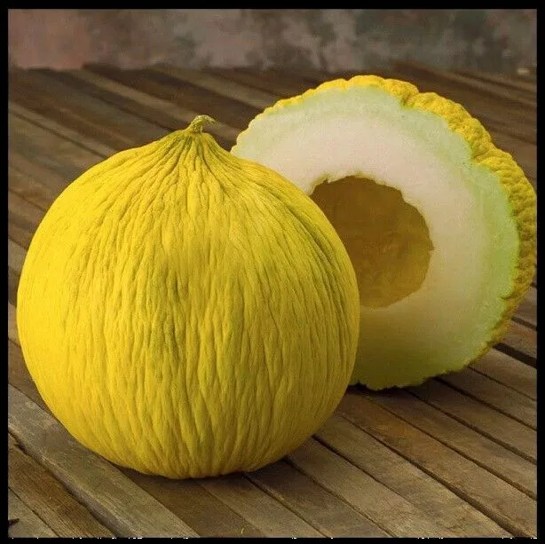 Golden Beauty Casaba Melon Non Gmo Fresh Harvest 50 Seeds - £7.52 GBP
