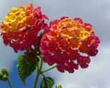 LKS Lantana Camara Ham And Eggs10 Seeds Home Garden - $36.22