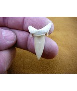 (s309-13) Extremely Rare 1-1/4&quot; Fossil Salmon Shark Cretolamna Tooth Mor... - €44,33 EUR