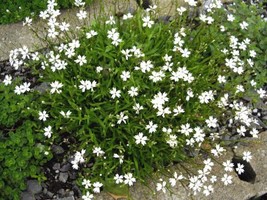 Silene Alpestris 20 Seeds Fresh Garden USA SELLER - $17.04