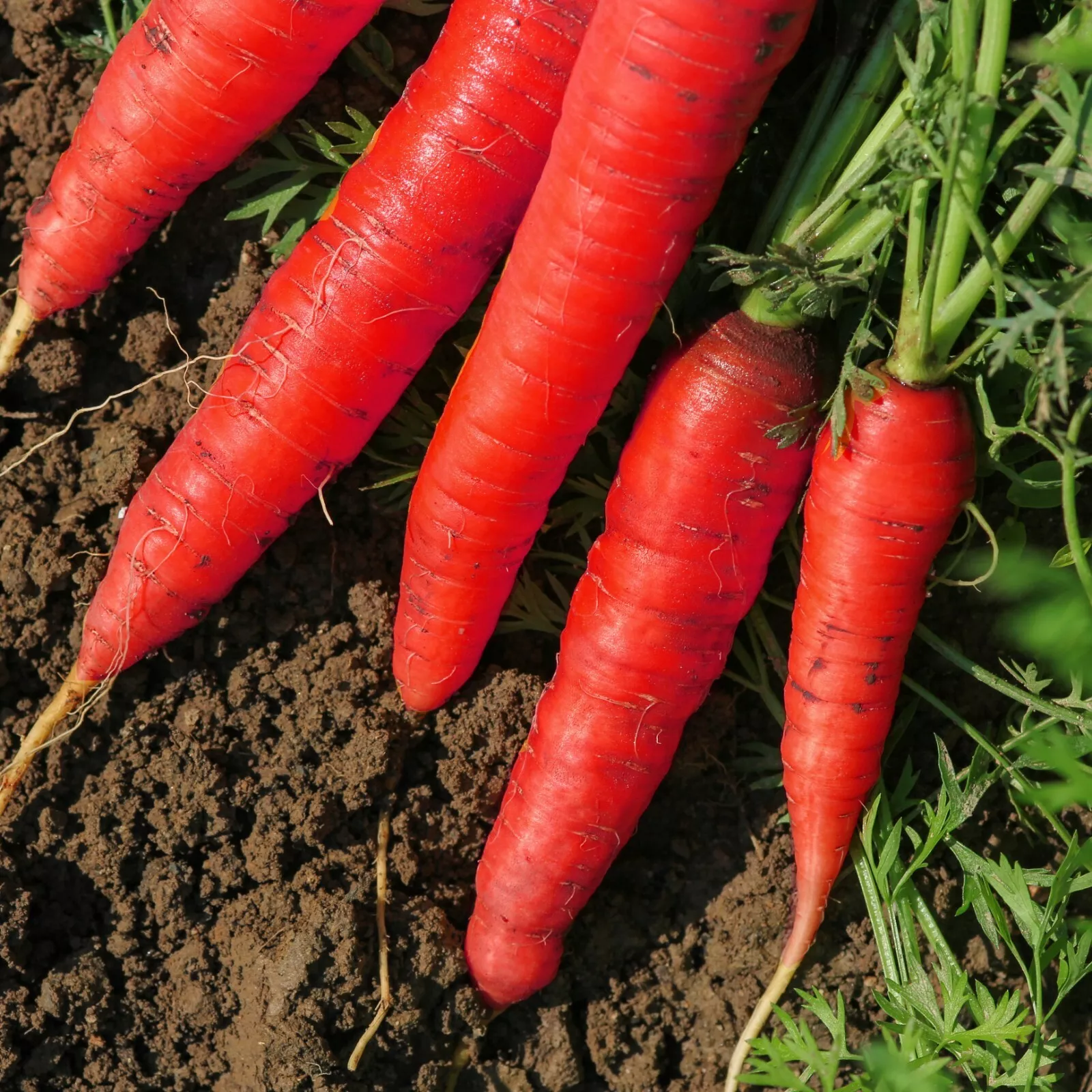 AW 300 Seeds Atomic Red Carrot Lycopene Non Gmo Organic Herb Easy To Grow - $9.19