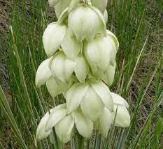 FREE SHIPPING  Yucca Glauca Soapweed Flower 20 seeds - £8.96 GBP