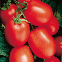 New Fresh 50 Seeds Kick Tomato Juicy Tomatoe Vegetable Garden - $7.00