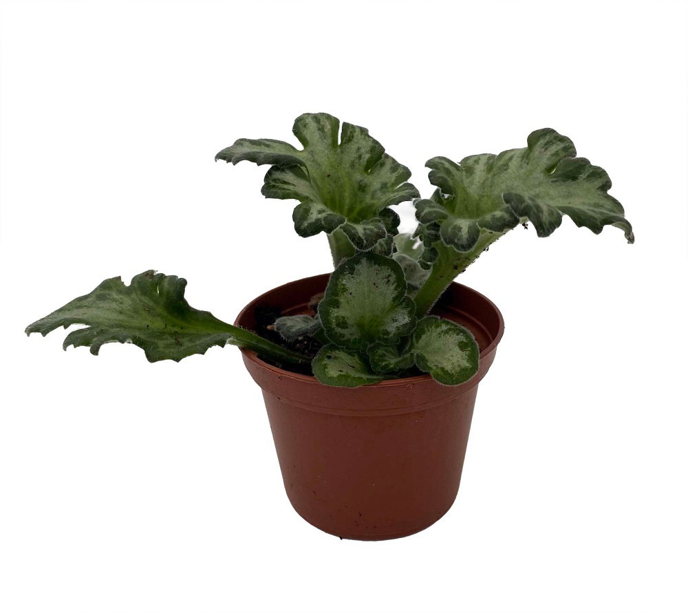 Curly Loki Asian Violet - Primulina - House Plant - 2.5&quot; Pot - $31.99
