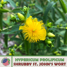 US Seller 300 Shrubby St. John&#39;S Wort Seeds, Native Wildflower, Bee &amp; Butterfly  - £7.56 GBP