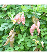 MX Colutea Arborescens Common Bladder Senna Shrub Seeds Vibrant Showy Bu... - $469.42 MXN